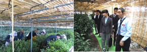 製茶見学